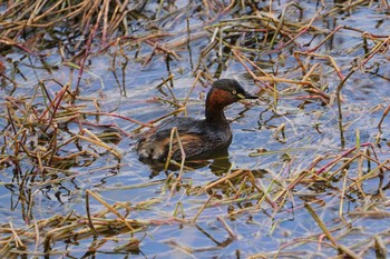 カイツブリ 昆陽池 2021年1月19日(火)