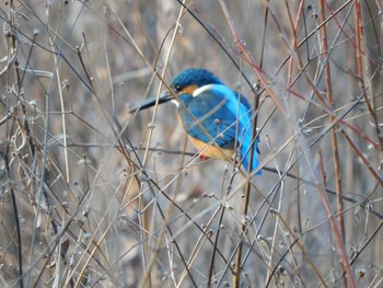 カワセミ 見沼自然公園 2021年1月18日(月)