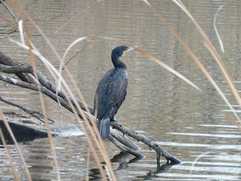 カワウ 見沼自然公園 2021年1月17日(日)