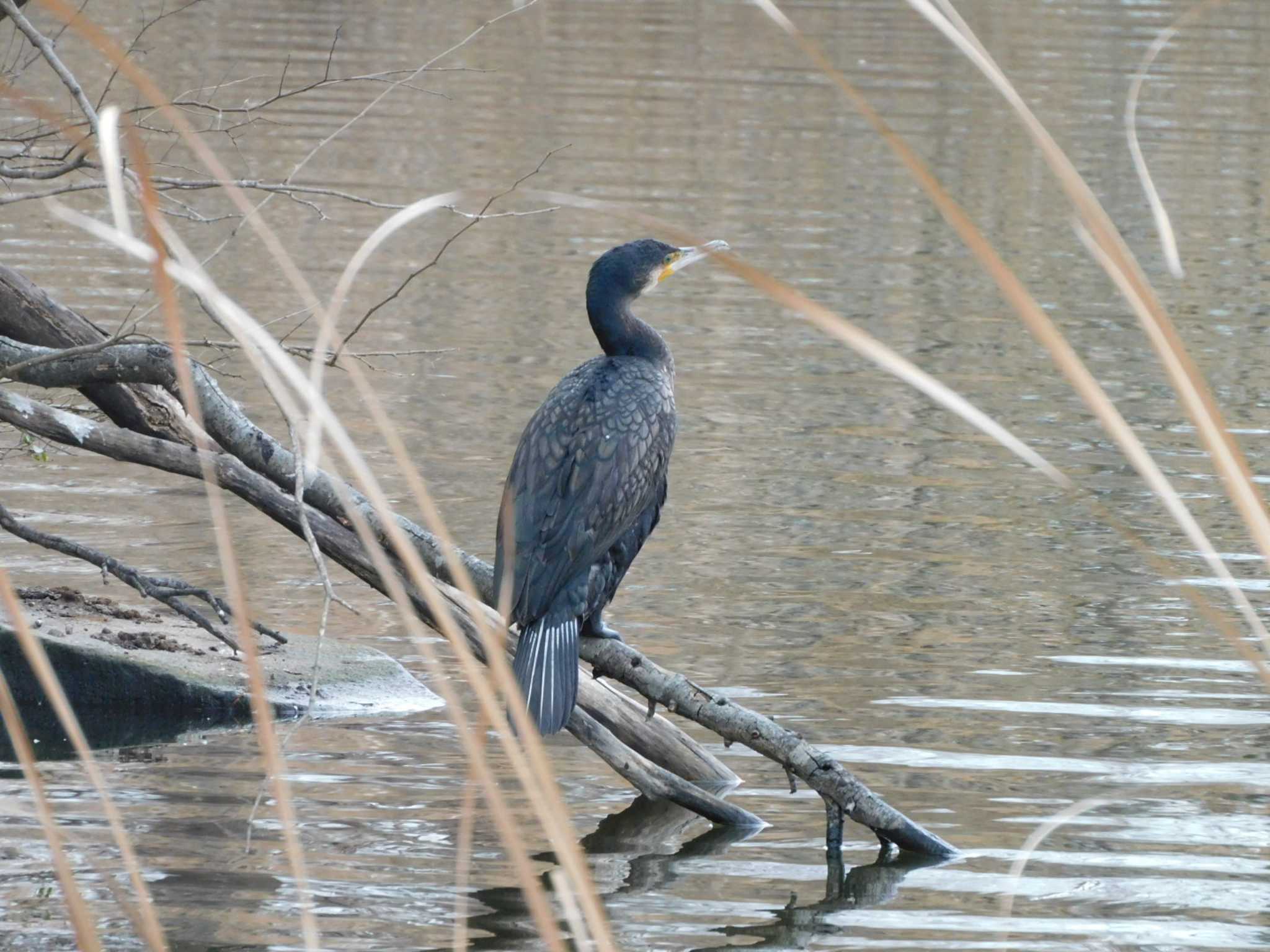 Great Cormorant