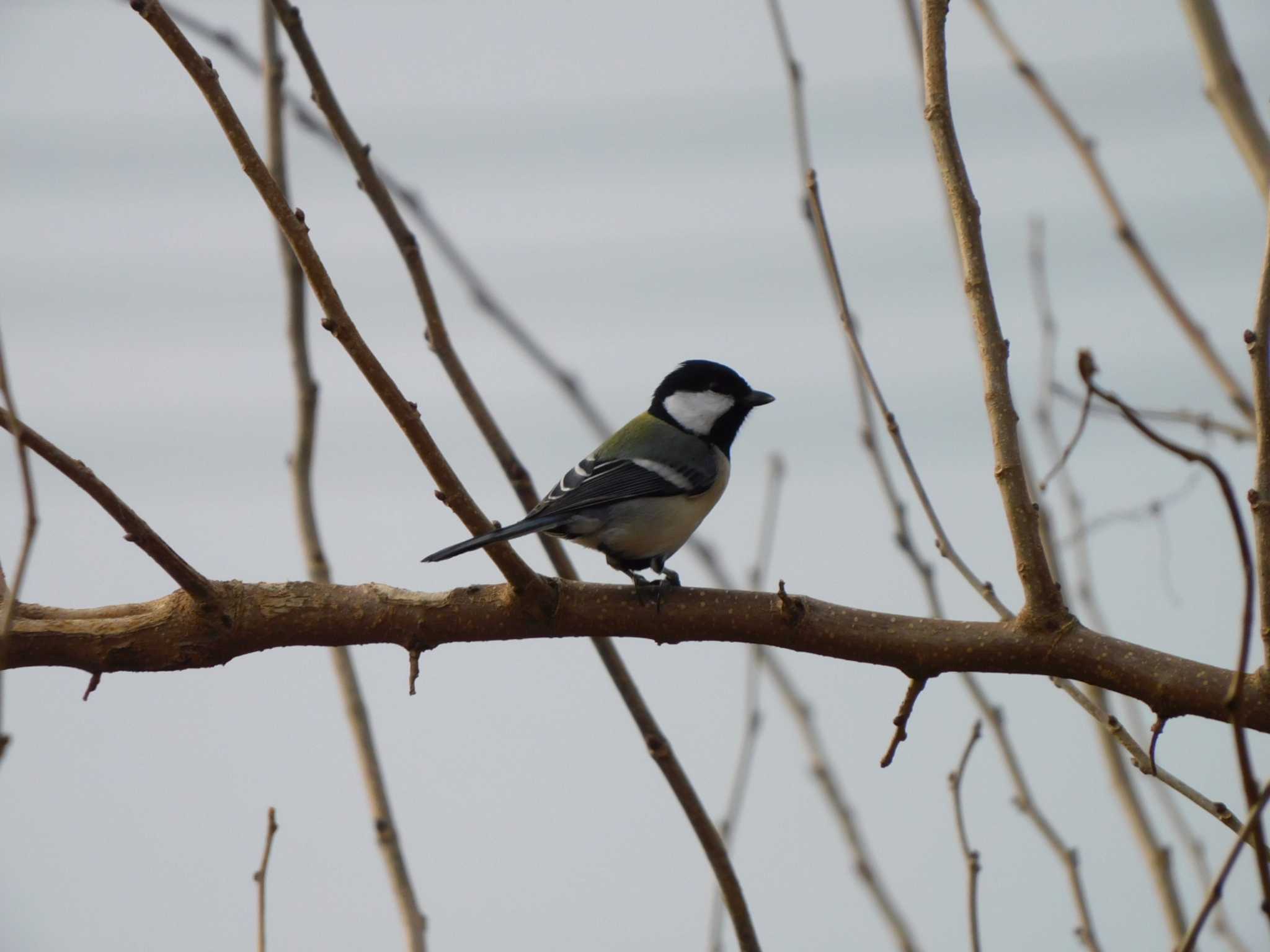 Japanese Tit