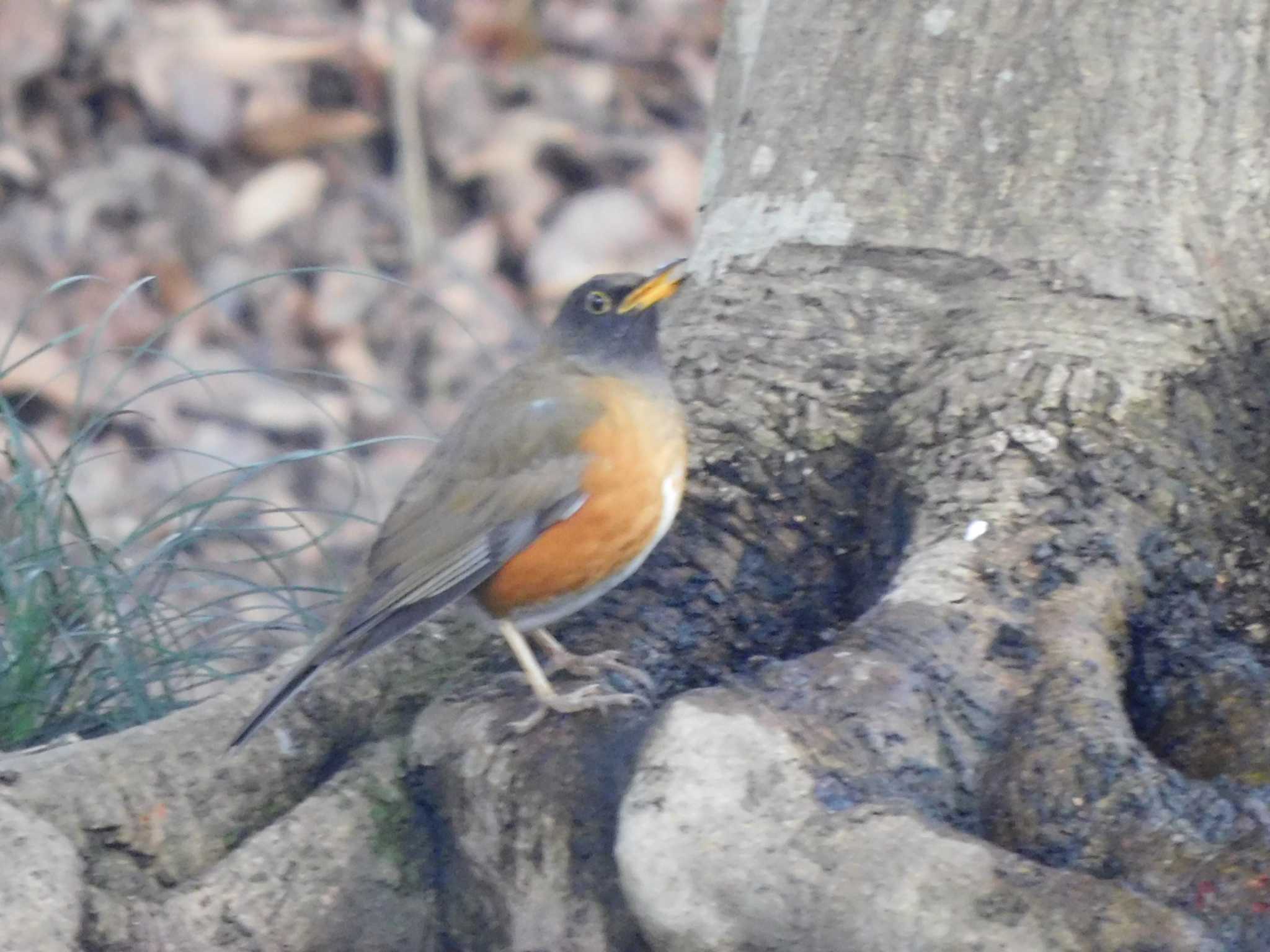 Brown-headed Thrush