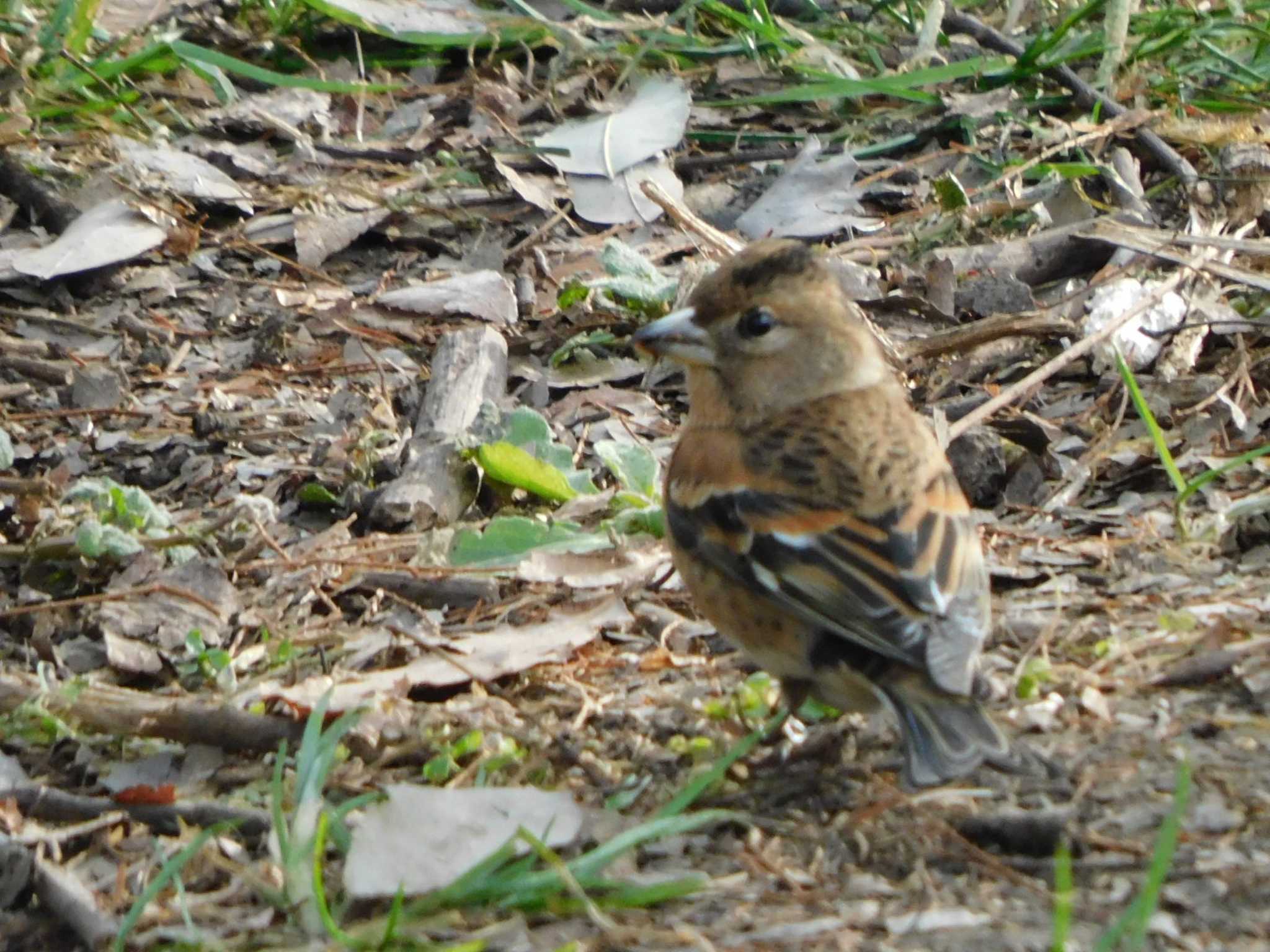 Brambling