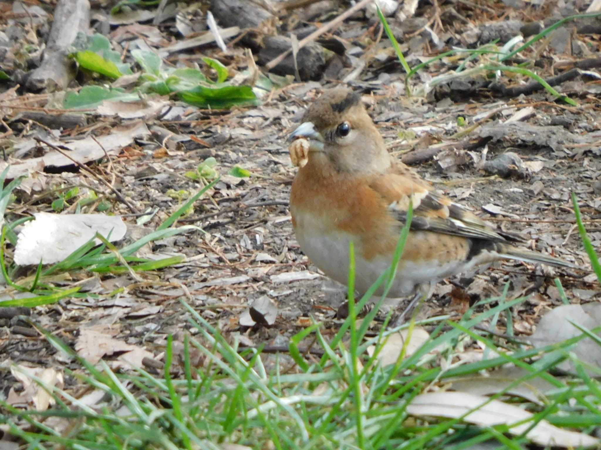 Brambling