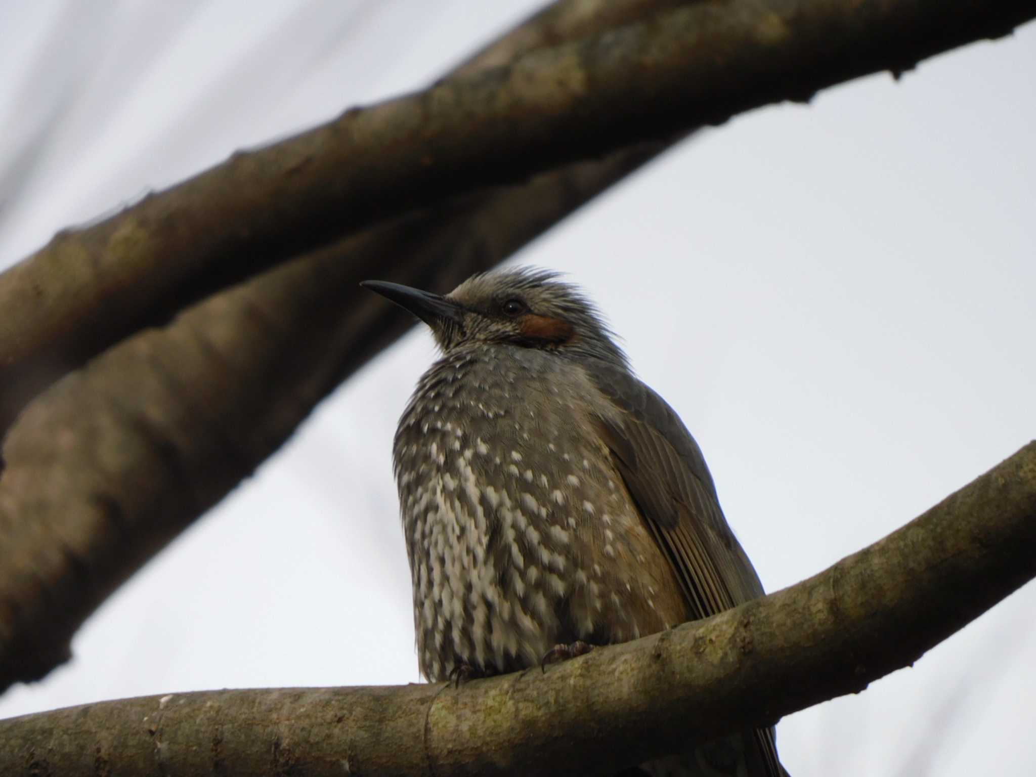 Brown-eared Bulbul