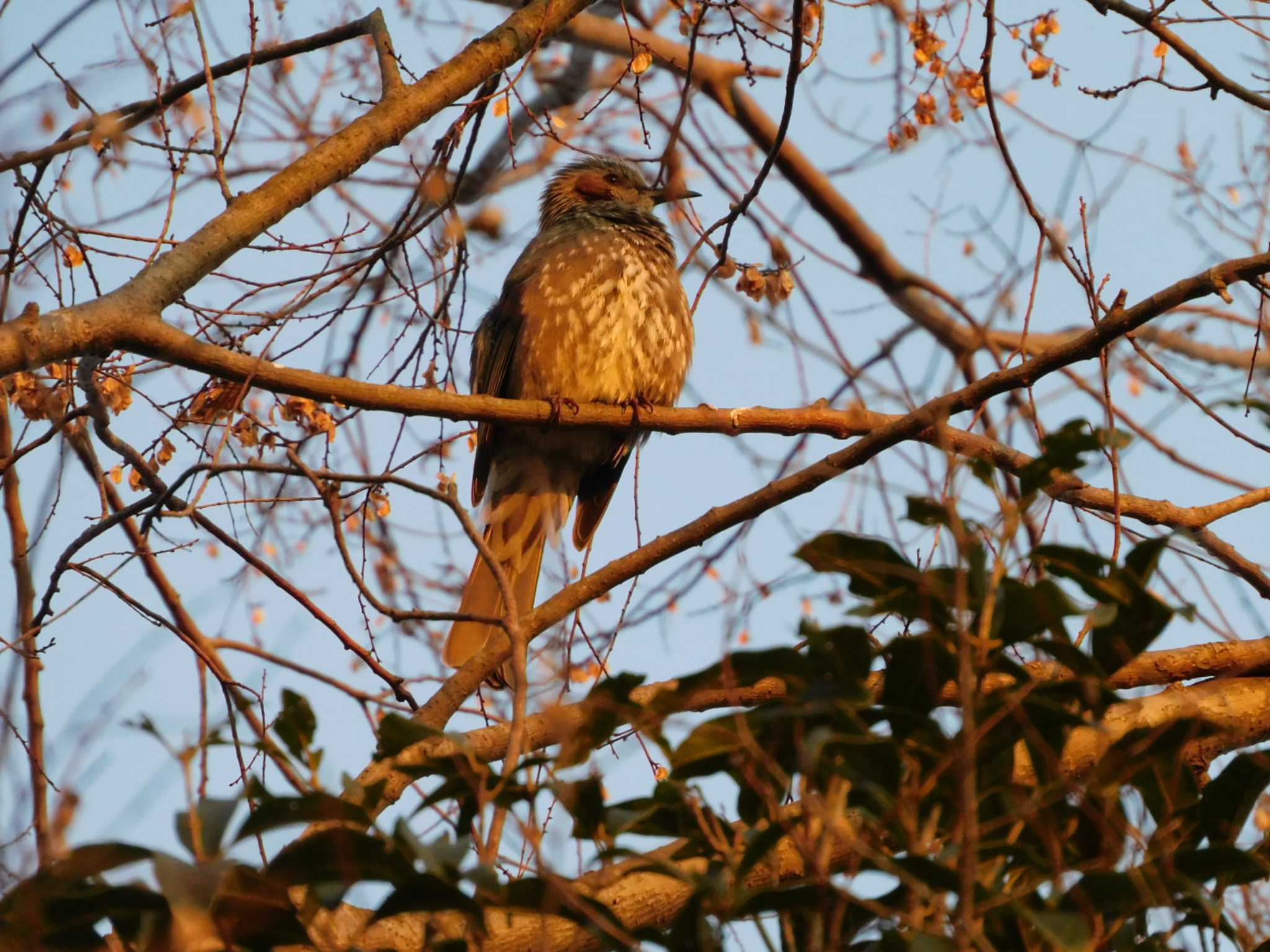 Photo of Brown-eared Bulbul at 見沼自然公園 by ななほしてんとうむし