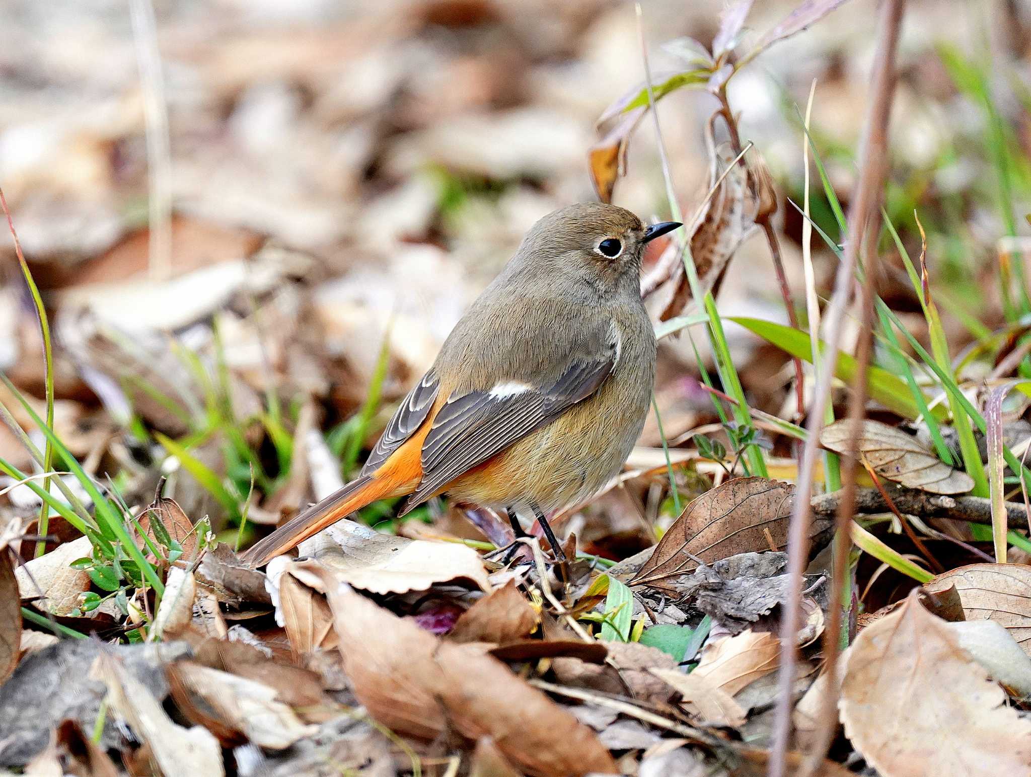 秋ヶ瀬公園付近 ジョウビタキの写真 by willy