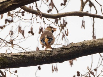 2021年1月17日(日) 東京大学附属植物園の野鳥観察記録