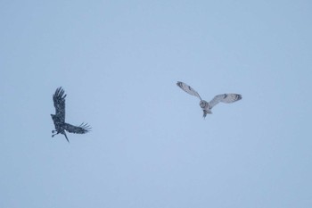 Short-eared Owl ヨコスト湿原 Sun, 1/17/2021