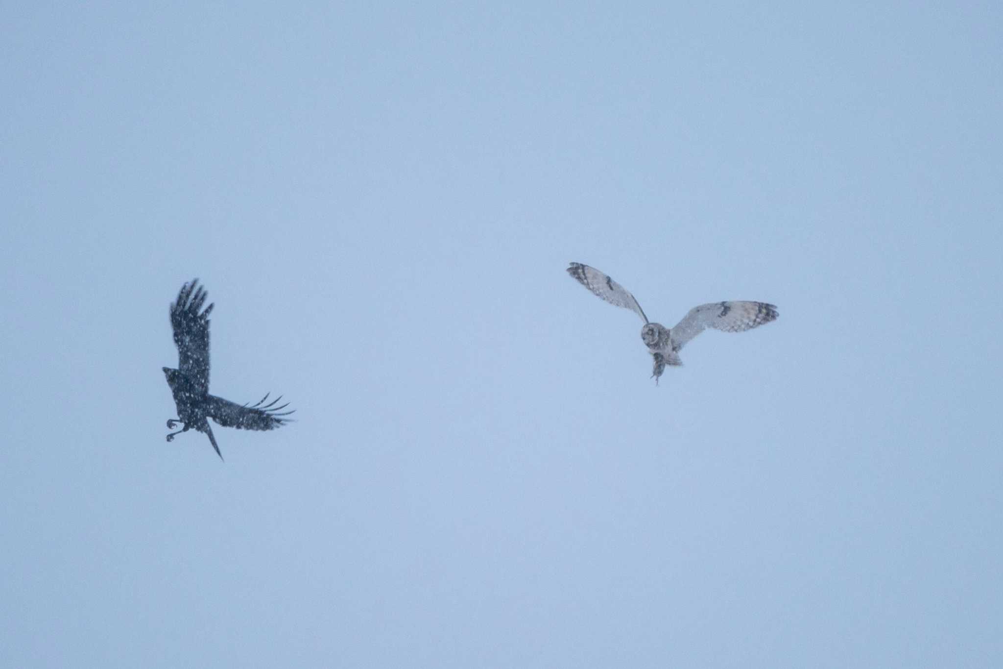 Short-eared Owl