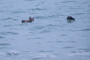 Harlequin Duck ヨコスト湿原 Sun, 1/17/2021