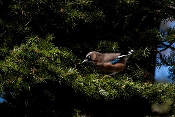 Eurasian Jay Unknown Spots Sun, 12/11/2016