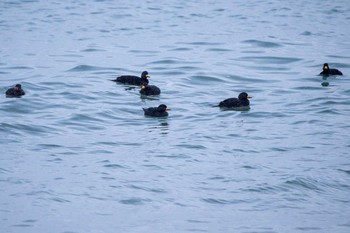 Black Scoter ヨコスト湿原 Sun, 1/17/2021