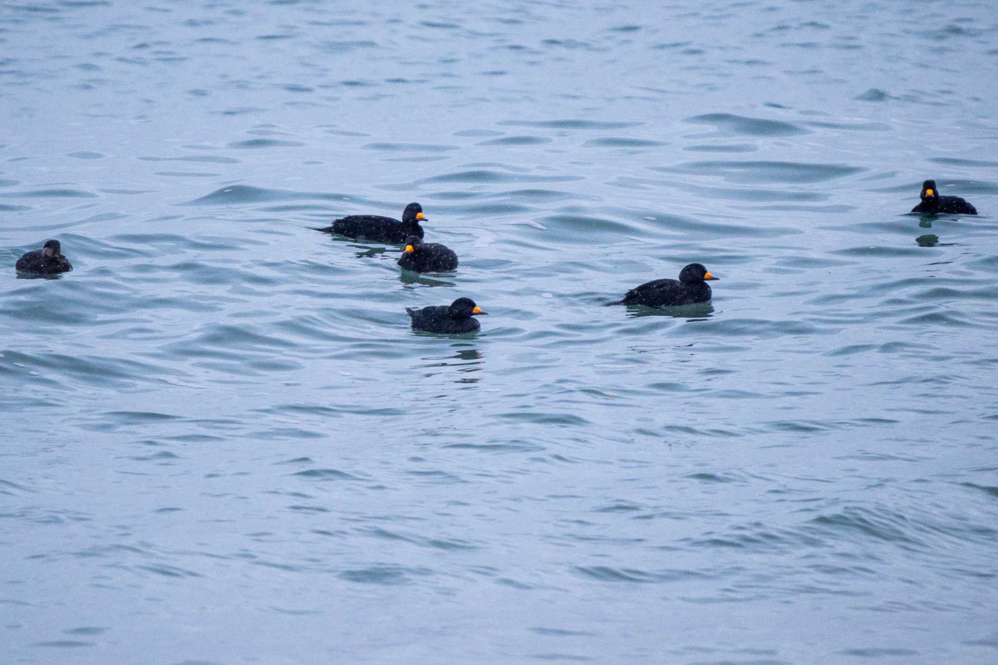 Black Scoter