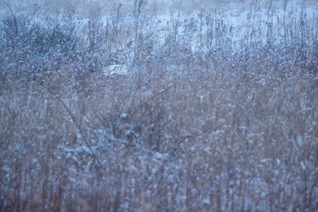 Great Egret ヨコスト湿原 Sun, 1/17/2021