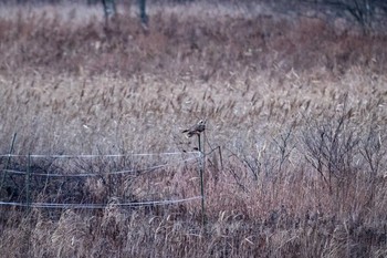 Short-eared Owl ヨコスト湿原 Sat, 1/16/2021