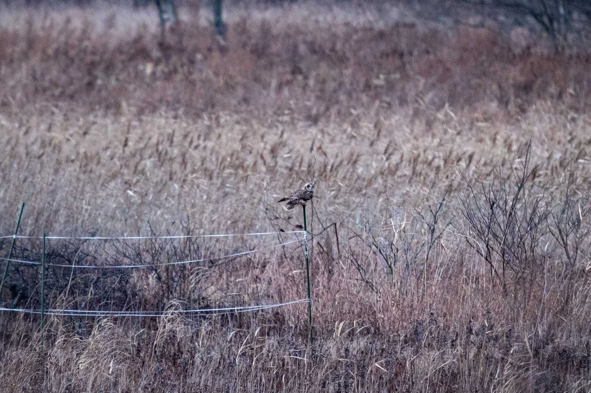 Short-eared Owl