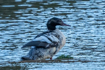 2020年12月5日(土) 北大研究林(北海道大学苫小牧研究林)の野鳥観察記録