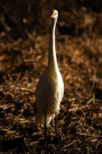 Great Egret Tomakomai Experimental Forest Sat, 12/5/2020