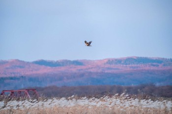 Sat, 12/5/2020 Birding report at 鵡川陸橋