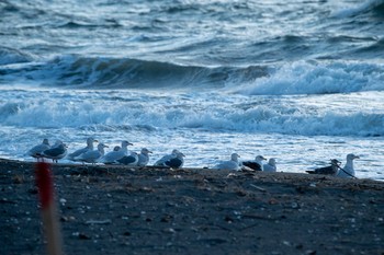 Glaucous Gull 鵡川陸橋 Sat, 12/5/2020