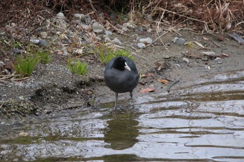 Fri, 1/1/2021 Birding report at 泉佐野市