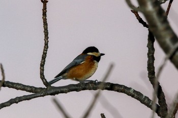 Varied Tit 和歌山城 Sat, 1/16/2021