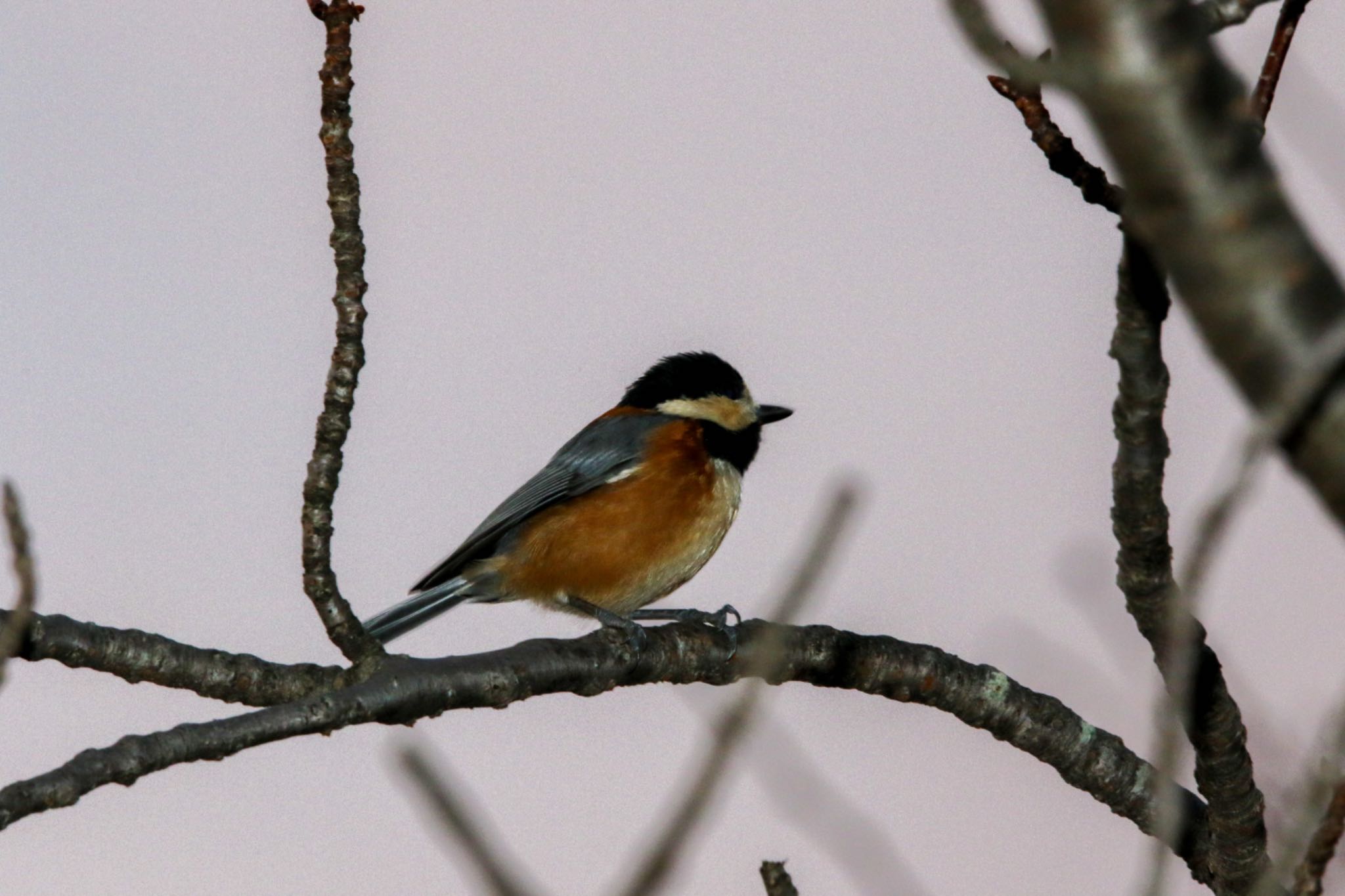 Varied Tit