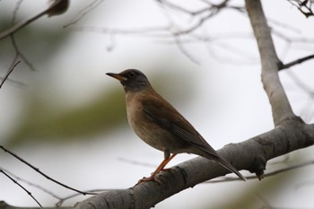 Pale Thrush 和歌山城 Sat, 1/16/2021