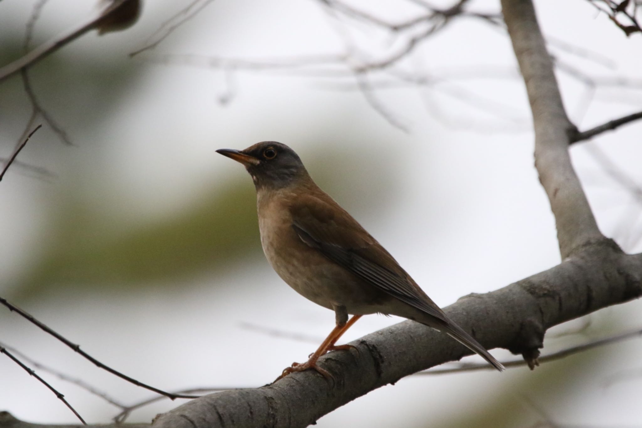 Pale Thrush