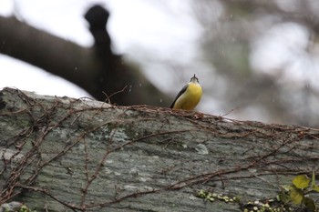 Grey Wagtail 和歌山城 Sat, 1/16/2021