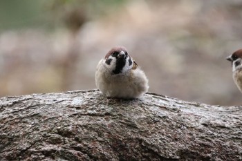 スズメ 和歌山城 2021年1月16日(土)