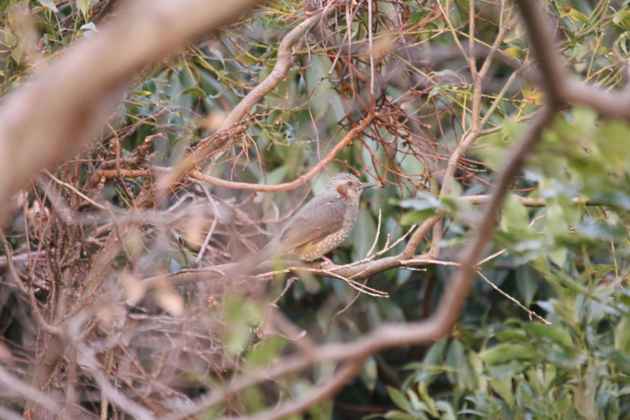 Brown-eared Bulbul