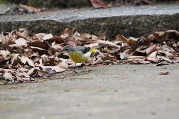 Grey Wagtail 和歌山城 Sat, 1/16/2021