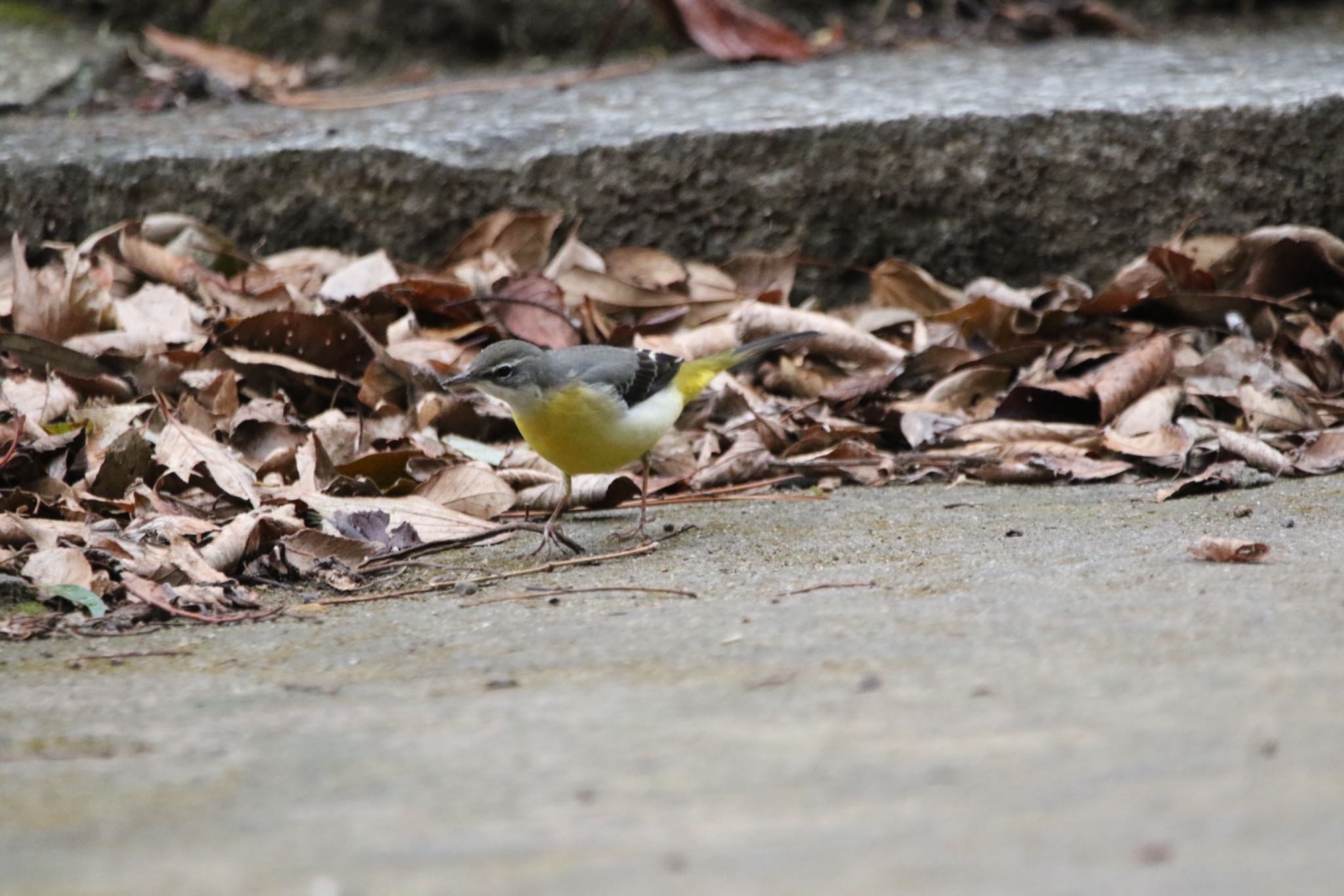 Grey Wagtail