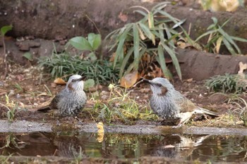 ヒヨドリ 浅間山公園(府中市) 2020年12月19日(土)