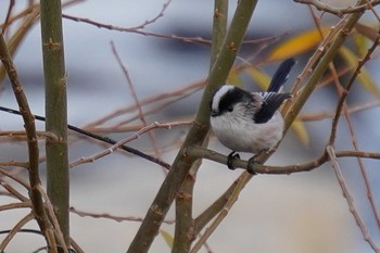 Long-tailed Tit 武庫川 Sat, 1/16/2021