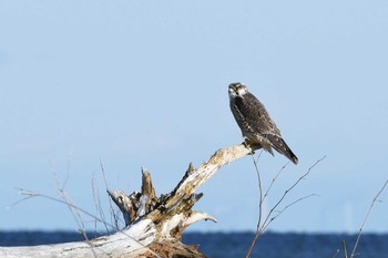 Peregrine Falcon 雲出川河口 Wed, 12/14/2016