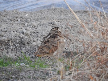 2021年1月15日(金) 徳島市川内町の野鳥観察記録