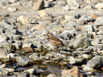 Naumann's Thrush Unknown Spots Wed, 1/20/2021