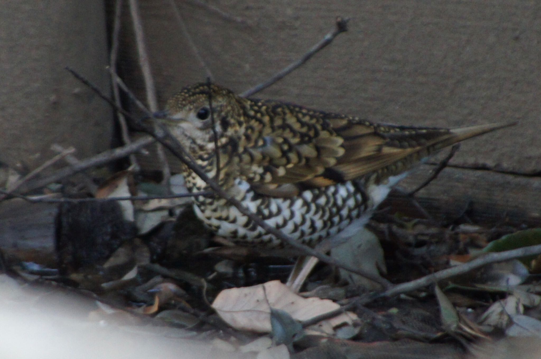 Photo of White's Thrush at 東高根森林公園…枝が? by まさ