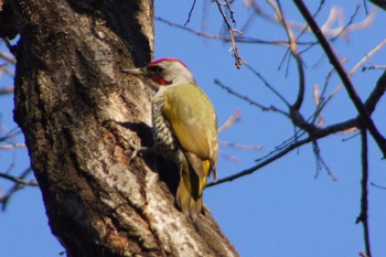 Japanese Green Woodpecker Higashitakane Forest park Wed, 1/20/2021