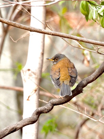 Pale Thrush 神戸大学 Wed, 1/20/2021