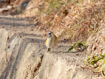 Red-flanked Bluetail 神戸大学 Wed, 1/20/2021