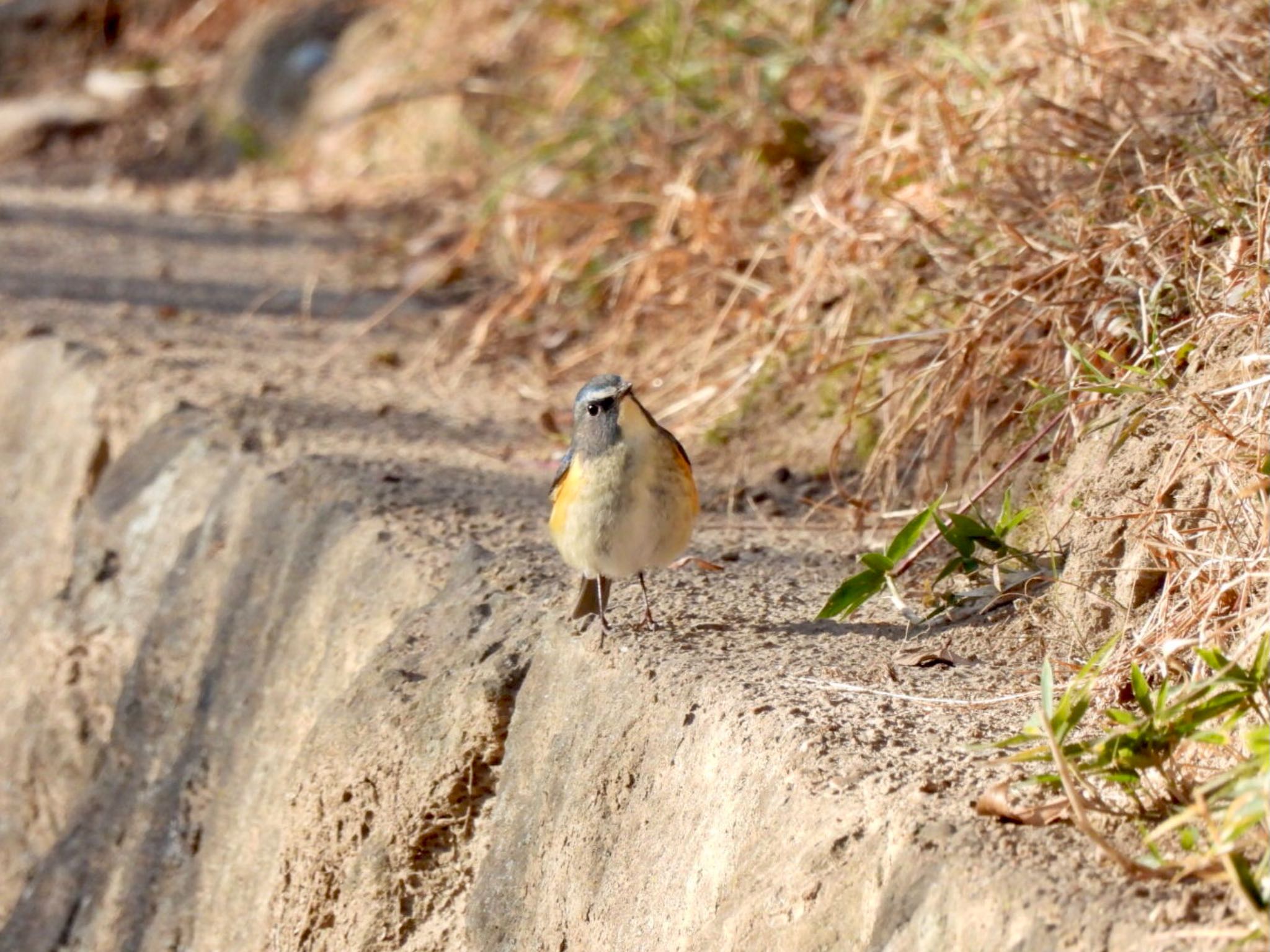 Photo of Red-flanked Bluetail at 神戸大学 by カモちゃん