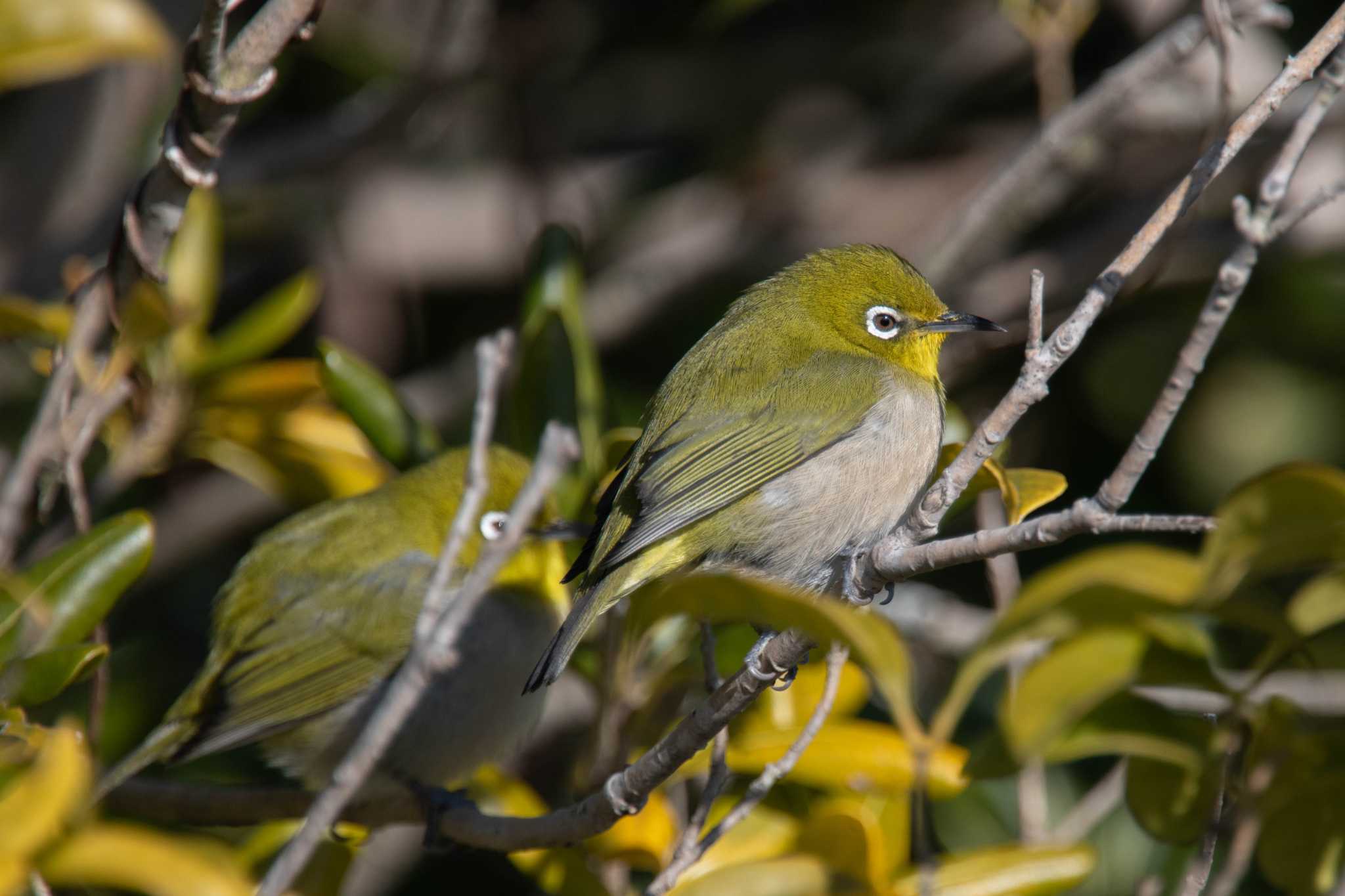 Photo of Warbling White-eye at 平城宮跡 by veritas_vita