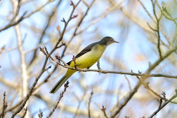 キセキレイ 岐阜県海津市 2016年11月13日(日)