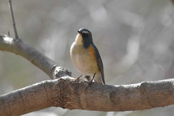 Red-flanked Bluetail Arima Fuji Park Wed, 1/20/2021