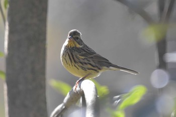 Masked Bunting Arima Fuji Park Wed, 1/20/2021