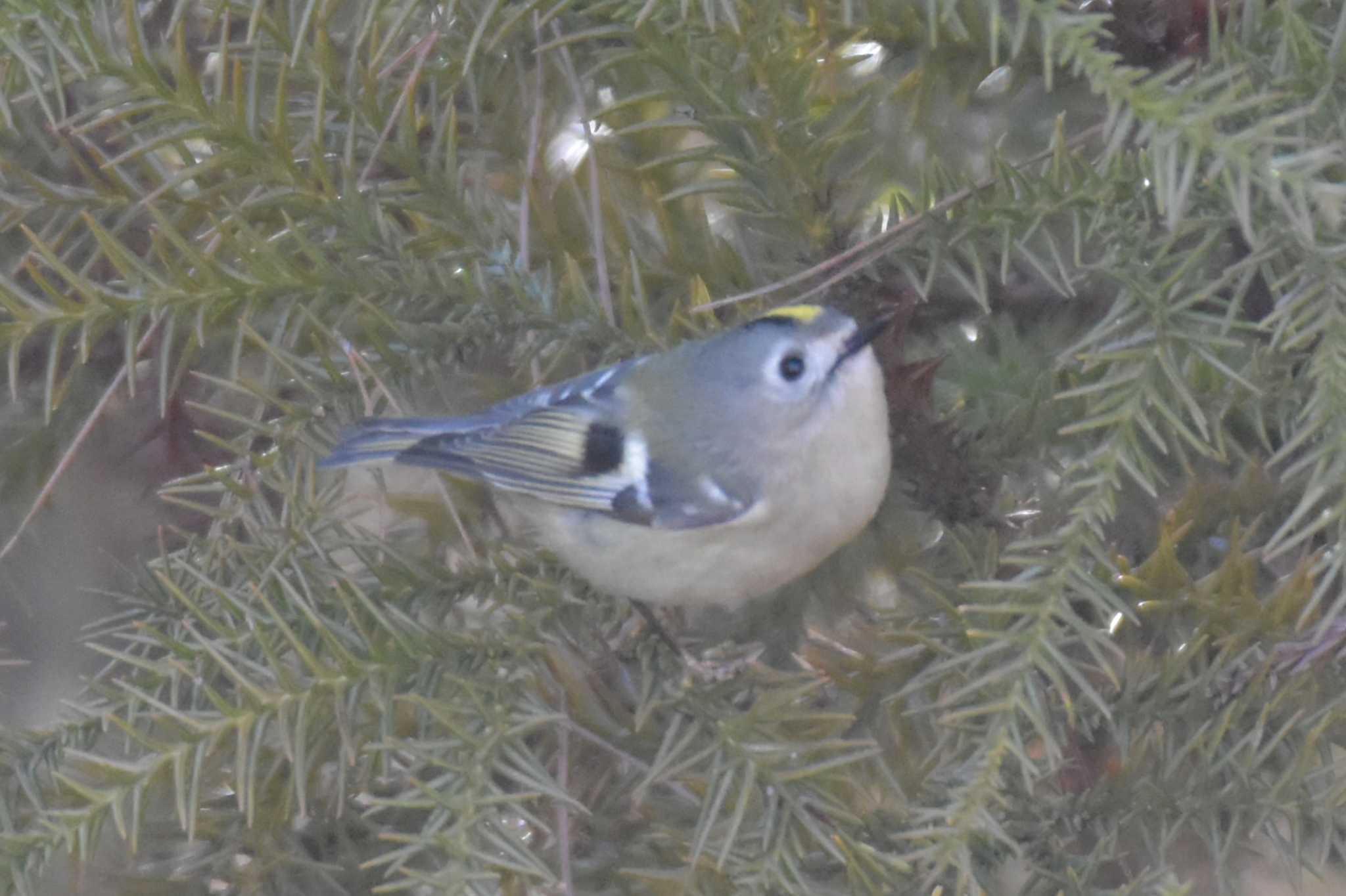 Photo of Goldcrest at Arima Fuji Park by Shunsuke Hirakawa